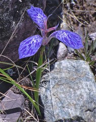 Mastigostyla spathacea