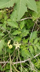 Solanum lycopersicum image