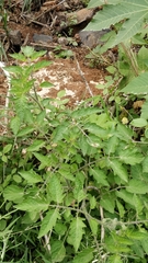 Solanum lycopersicum image