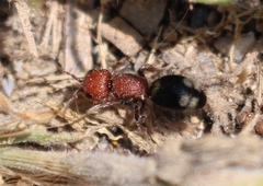 Mutilla quinquemaculata