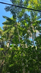 Ailanthus