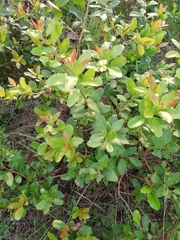 Lithraea brasiliensis