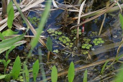 Salvinia auriculata