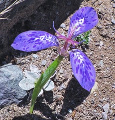Mastigostyla spathacea