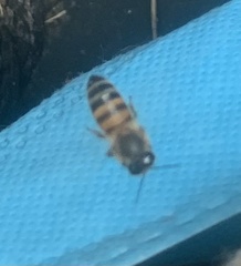 Apis mellifera