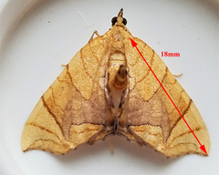 Eulithis gracilineata