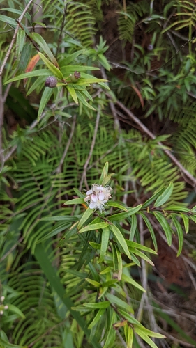 Image of Austromyrtus tenuifolia by no rights reserved