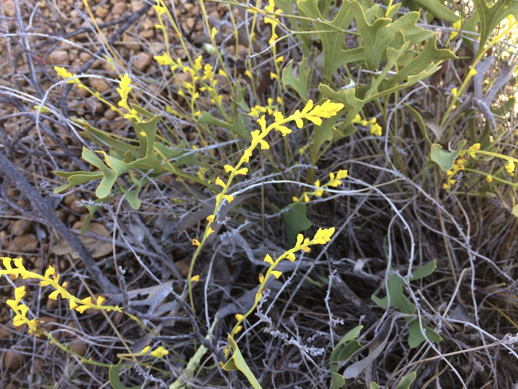Synaphea drummondii