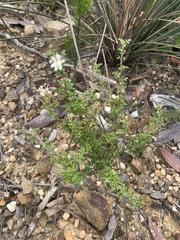 Xanthosia stellata