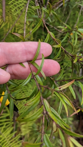 Image of Austromyrtus tenuifolia by no rights reserved