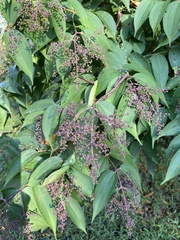 Miconia minutiflora