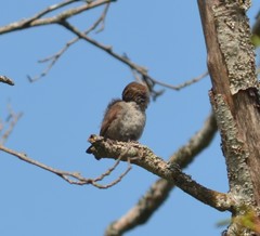 Thryomanes bewickii calophonus