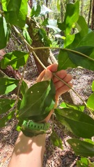 Psydrax lamprophylla