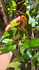 Psydrax lamprophylla