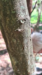 Psydrax lamprophylla