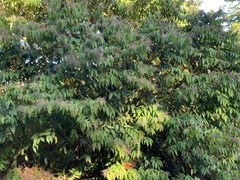 Miconia minutiflora