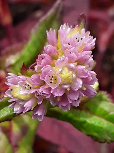 Nepal Persicaria