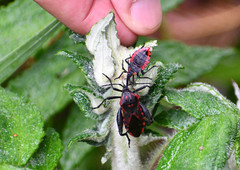 Piezogaster rubropictus