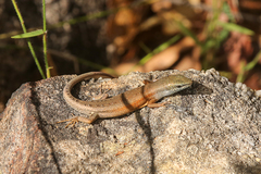 Open-Litter Rainbow-Skink photo 2
