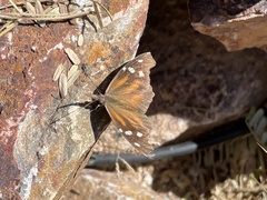 Libytheana carinenta