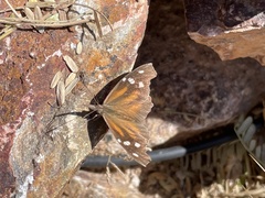 Libytheana carinenta