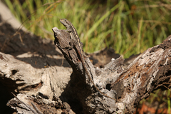Diporiphora phaeospinosa