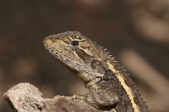 Diporiphora phaeospinosa