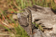 Diporiphora phaeospinosa