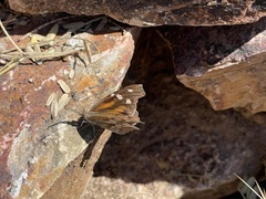 Libytheana carinenta