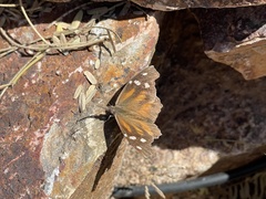 Libytheana carinenta