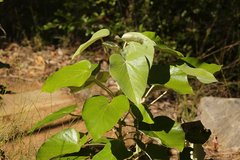 Astrotricha cordata