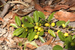 Petalostigma