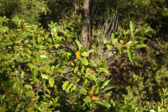 Petalostigma