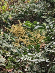 Ventilago