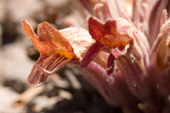 Aphyllon corymbosum