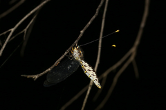 Suhpalacsa subtrahens