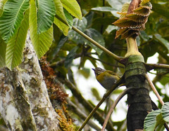 Chlorospingus flavopectus