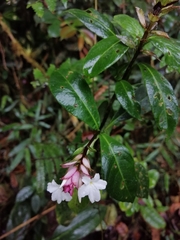Epidendrum fimbriatum
