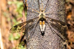 Leptotarsus lunatus