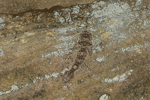 Rough-throated Leaf-tail Gecko, Saltuarius salebrosus