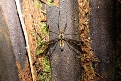 Leptotarsus lunatus