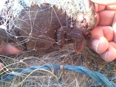Cronius ruber