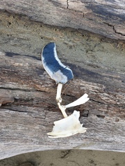 Eudyptula minor albosignata