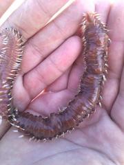 Hermodice carunculata