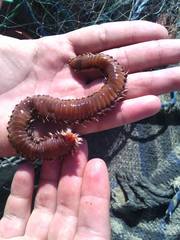 Hermodice carunculata