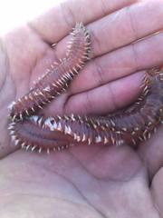 Hermodice carunculata