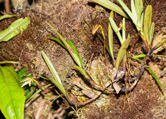 Maxillaria acuminata