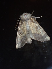 Papaipema cataphracta