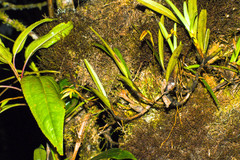 Maxillaria acuminata