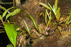 Maxillaria acuminata